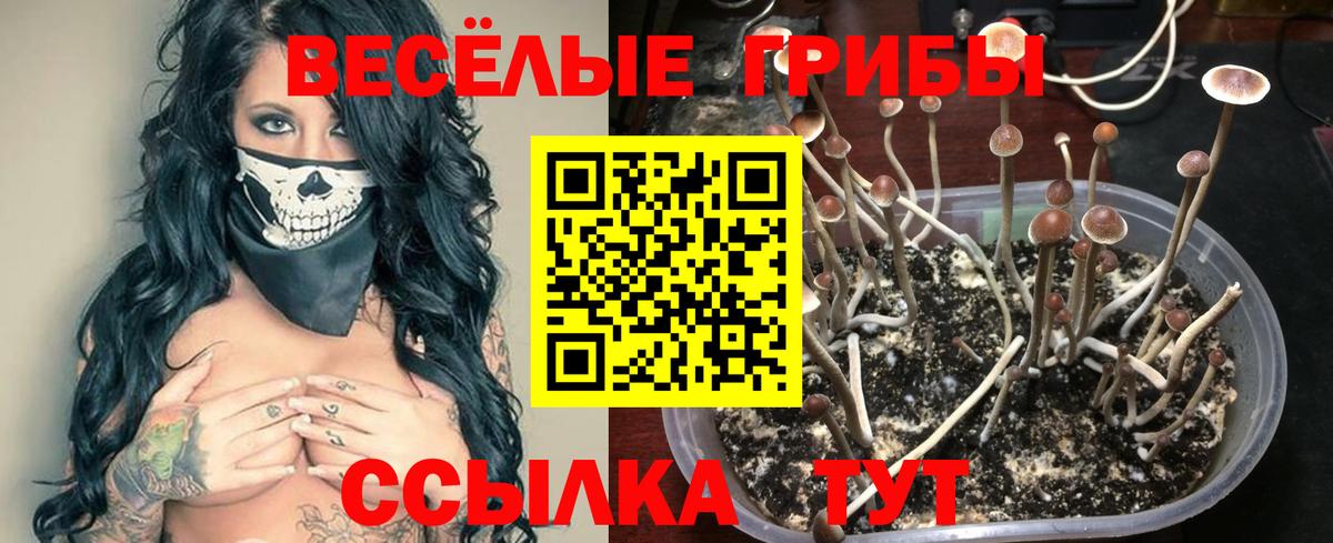 Галлюциногенные грибы Psilocybe Самара